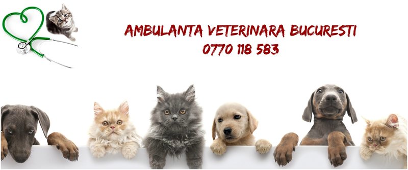 Dr. Micu Adrian - Cabinet Veterinar