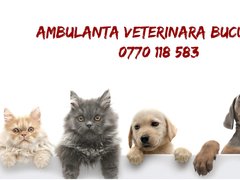 Dr. Micu Adrian - Cabinet Veterinar